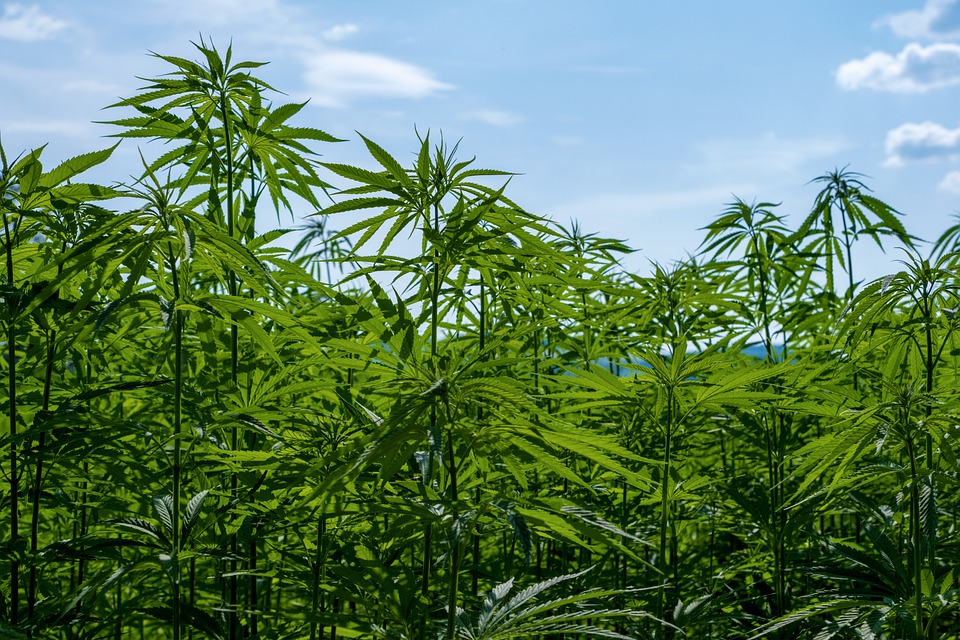 ヘンプ(大麻)枕　ヘンプ染　おがら入 麻・ヘンプについて│快適な眠り・安眠を提案する菊屋「安眠.com」